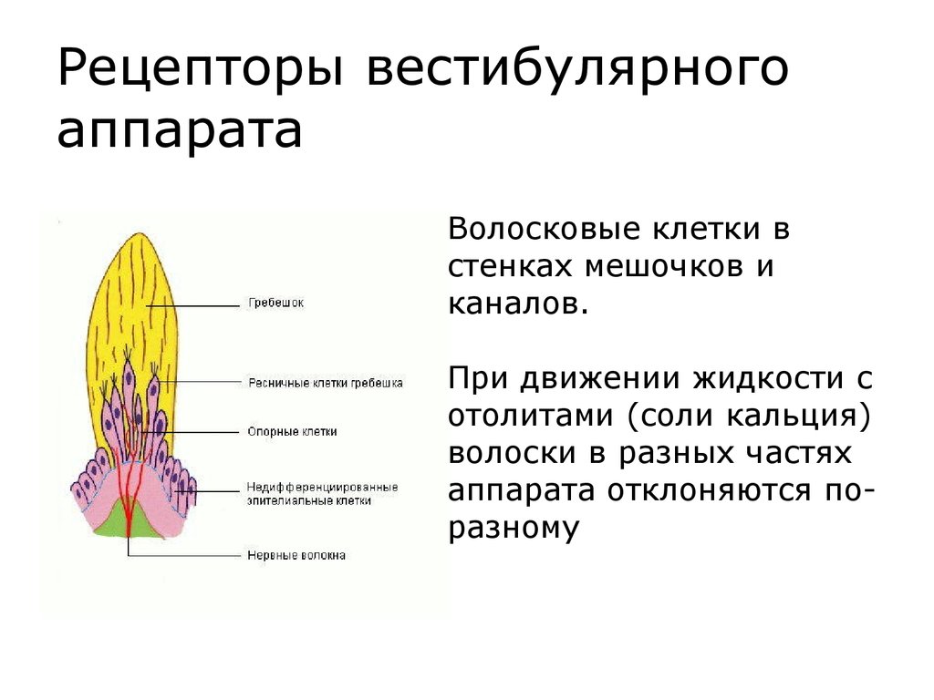 Рецепторы органа. Вестибулярная волосковая клетка. Волосковые клетки вестибулярного аппарата. Анализатор равновесия рецепторы. Волосковые сенсорные клетки вестибулярных.