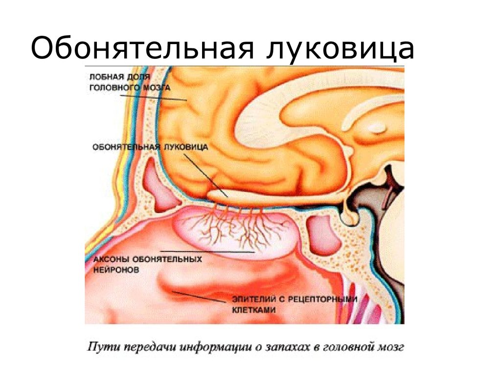 Схема строения органа обоняния