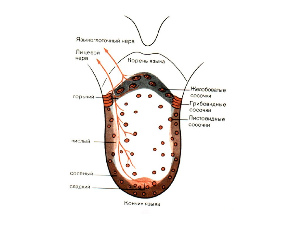 Корень языка вкусовые рецепторы. Вкусовая сенсорная система рецепторы. Рецепторы вкусового анализатора. Строение рецепторов вкусового анализатора. Вкусовой анализатор строение сосочки.