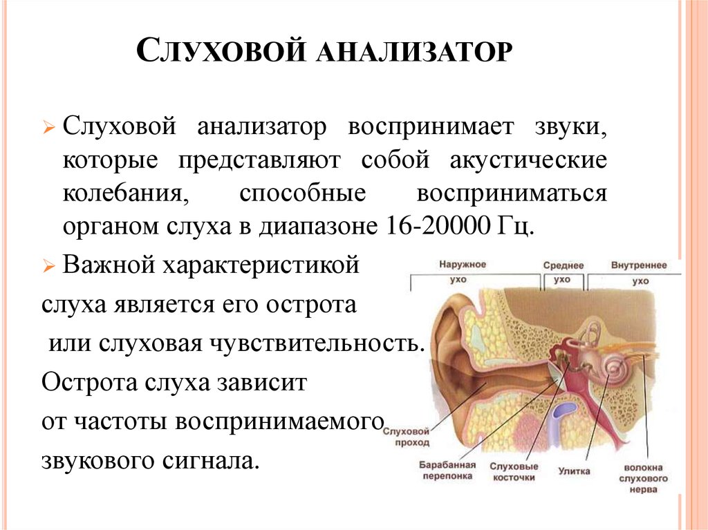 Какое значение органа слуха. Слуховой анализатор строение и функции и заболевания. Структура слухового анализатора анатомия. Орган слухового анализатора строение функции. Klinicheskaya anatomiya sluhovogo analizatora.