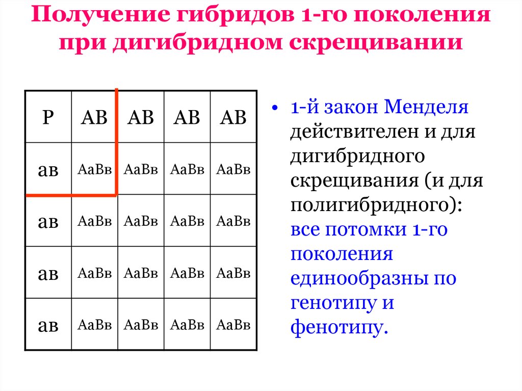 3 закон менделя расщепление по генотипу. Дигибридное скрещивание дигетерозигот.