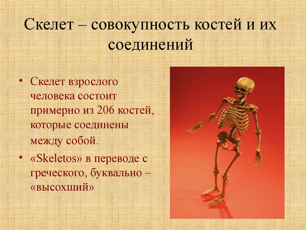 Про скелет человека. Скелет человека. Скелет взрослого. Информация про скелет. Скелет человека информация.