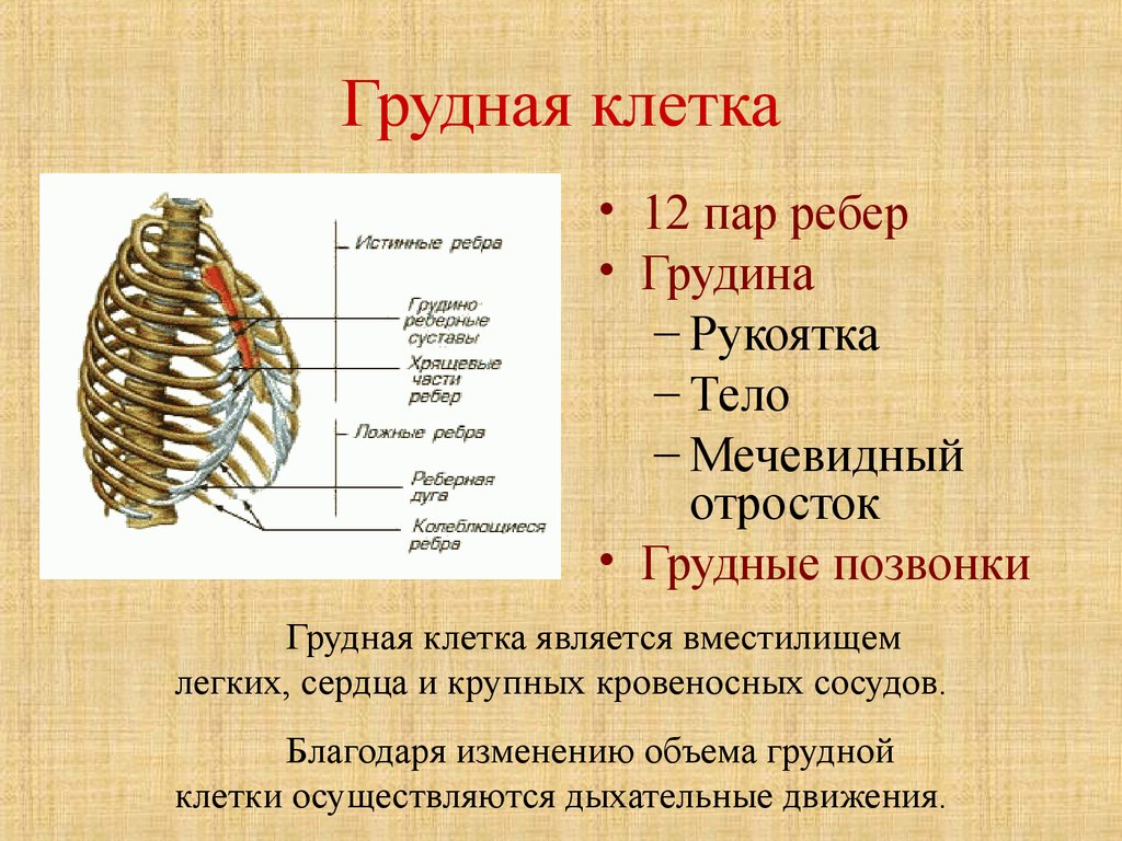 Нижние края ребер. Кости скелета туловища грудной отдел. Строение грудной клетки человека анатомия. Скелет туловища человека анатомия грудная клетка. Строение костей грудной клетки человека.