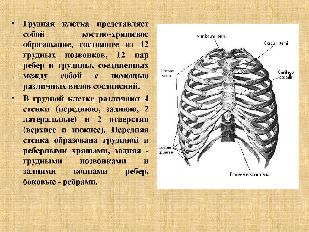 Грудная клетка биология 8. Функции грудной клетки анатомия. Грудная клетка представлена. Скелет грудной клетки функции. Образование грудины.