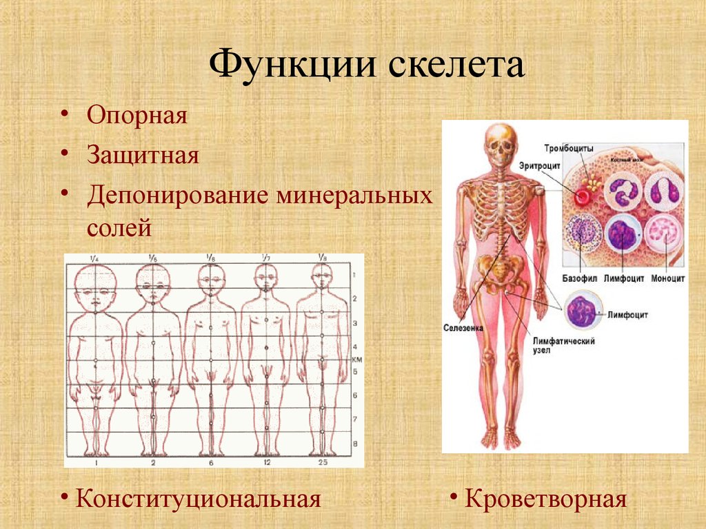 Скелет участвует в обмене. Функции скелета. Опорная функция скелета. Функции скелета опорная защитная кроветворная. Защитная и опорная функция..