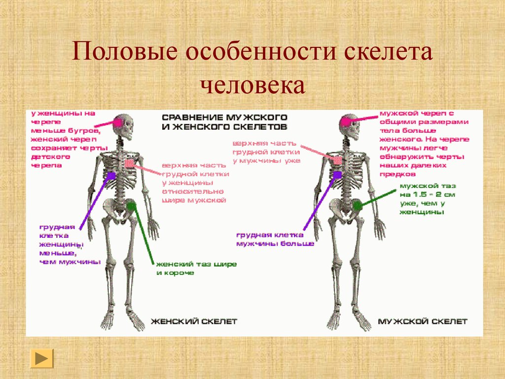 Особенности соединений скелета. Половые различия в строении скелета. Характеристика скелета человека. Скелет человека различия. Различия мужского и женского скелета.