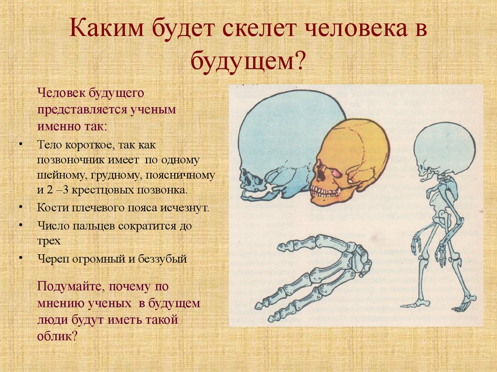 Особенности скелета человека, связанные с прямохождением и трудовой деятельностью.