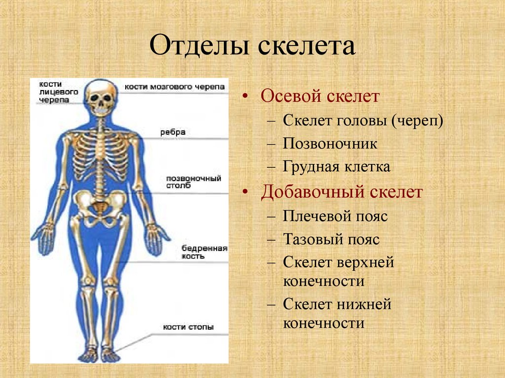 Какой отдел скелета образует кости. Отделы и основные кости скелета. Строение отделов скелета. Общее строение скелета человека отделы скелета. Скелет человека осевой скелет.