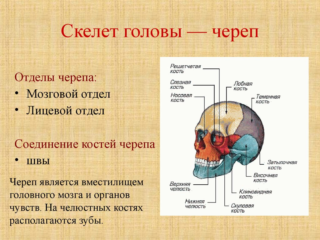 Головной отдел скелета. Строение черепа человека мозговой и лицевой отделы. Кости черепа мозговой отдел и лицевой отдел. Соединение костей мозгового отдела черепа. Скелет человека мозговой отдел черепа.