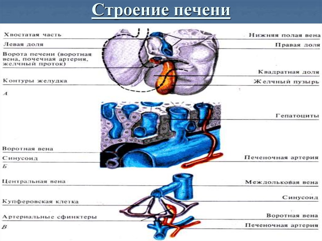 Ворота печени анатомия схема