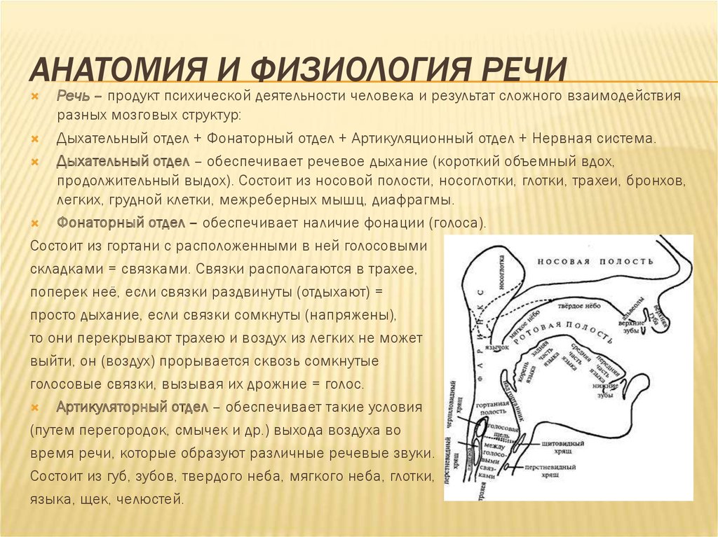 Речевые отделы. Речь, формирование функции речи физиология. Анатомия речевого аппарата и физиология органов речи. Развиваем речевой аппарат. Речь и ее физиологические основы.