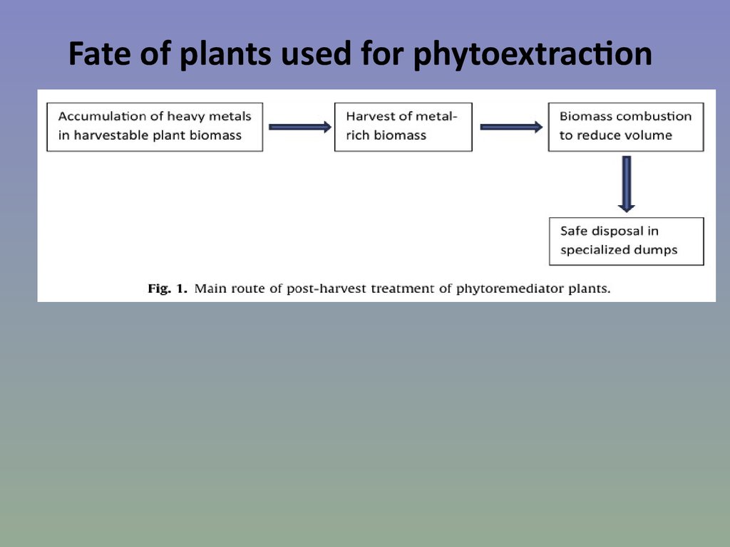 Fate of plants used for phytoextraction