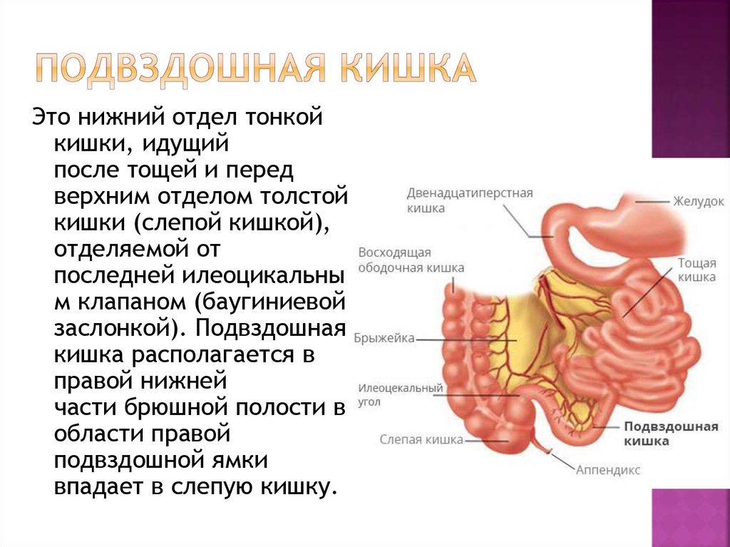 Слепую кишку относят к пищеварительному каналу. Терминальный отдел подвздошной кишки. Строение подвздошной тонкой кишки. Подвздошная кишка строение и функции. Отделы тонкой кишки анатомия.