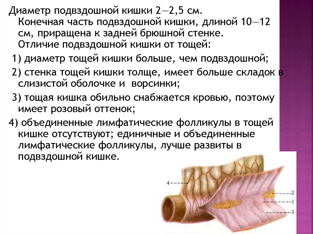 Тончайшее отличие. Диаметр конечного отрезка подвздошной кишки. Тощая и подвздошная кишка отличия. Отличия тощей кишки от подвздошной. Диаметр повздошнойкишки.