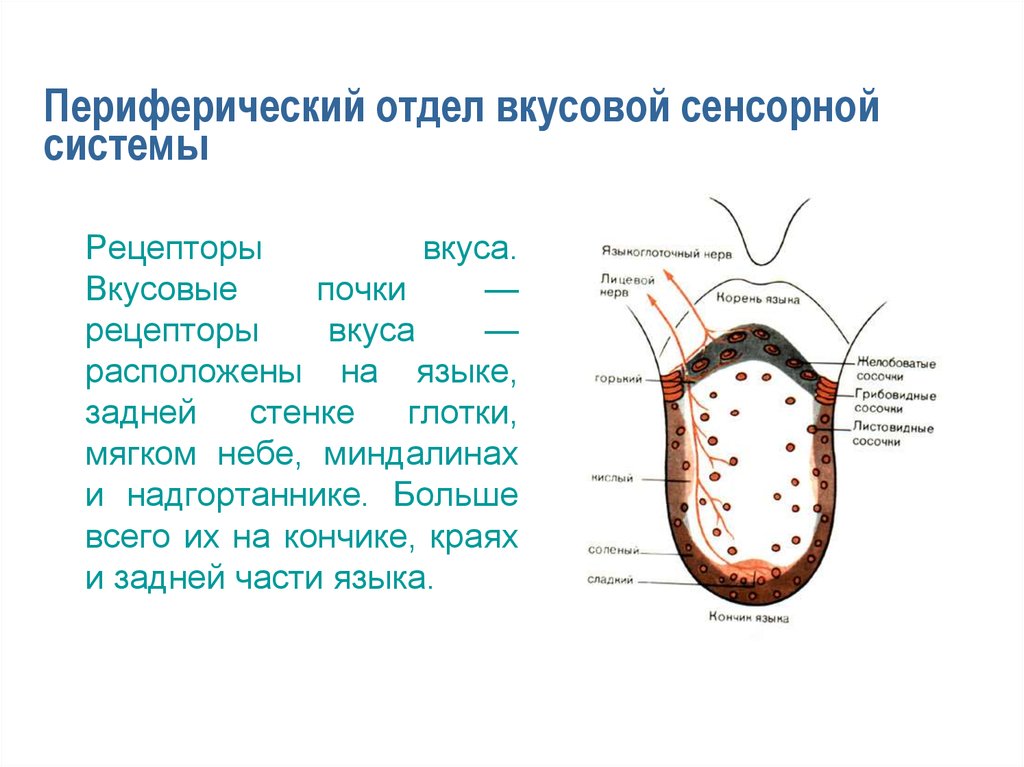 Дополните схему строение периферического отдела вкусового анализатора