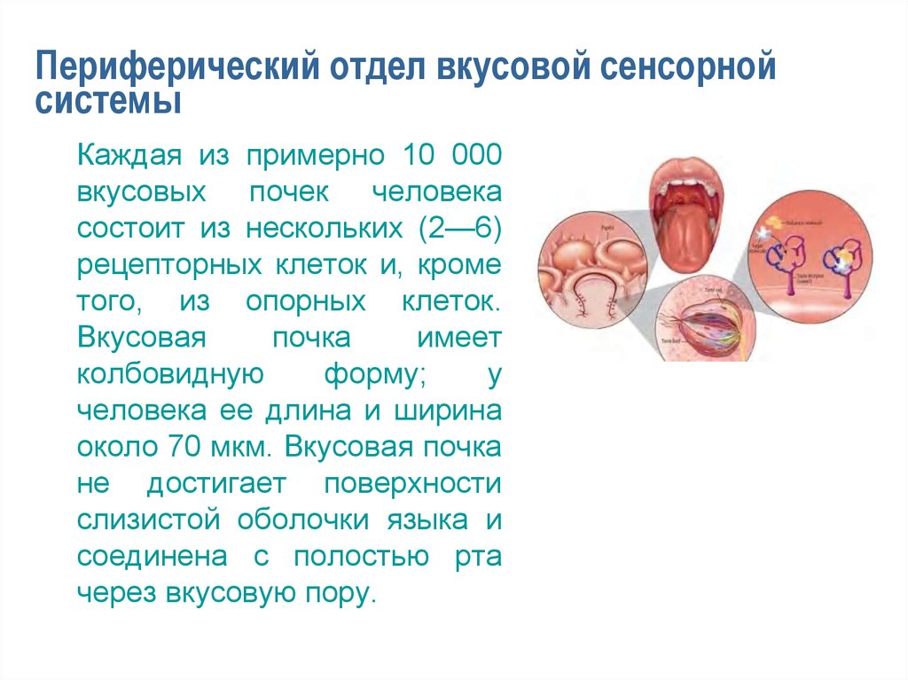 Вкусовая сенсорная система презентация