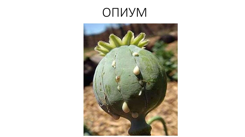 Opium bird. Опиум формула. Опий формула. Опиум травка.