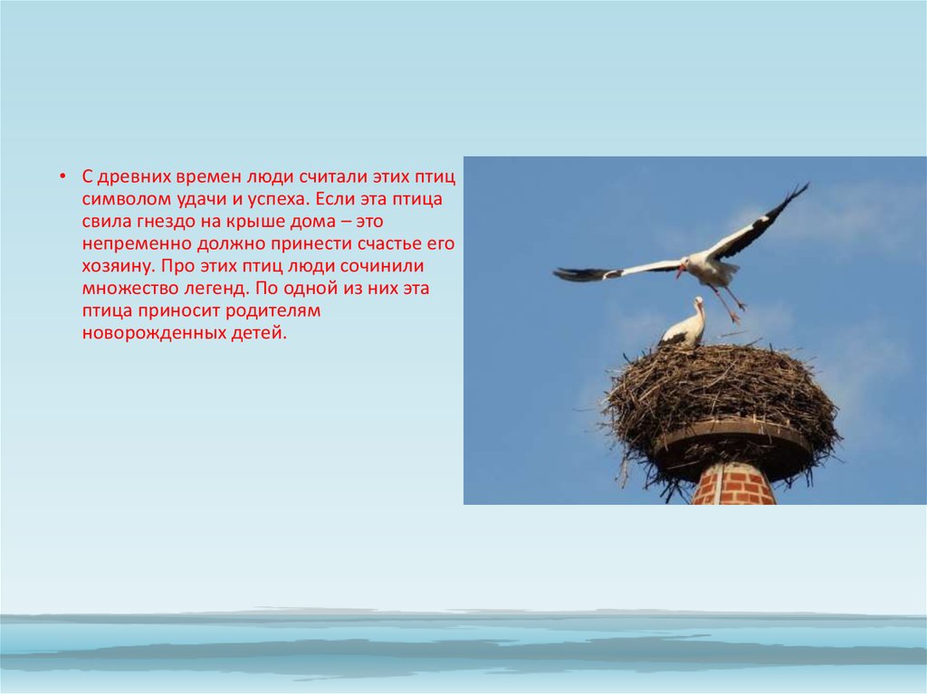 План текста аист у многих народов считается. Аист свил гнездо на крыше. Аист у многих народов считается птицей приносящей счастье. Аист для презентации. Легенда об аисте.