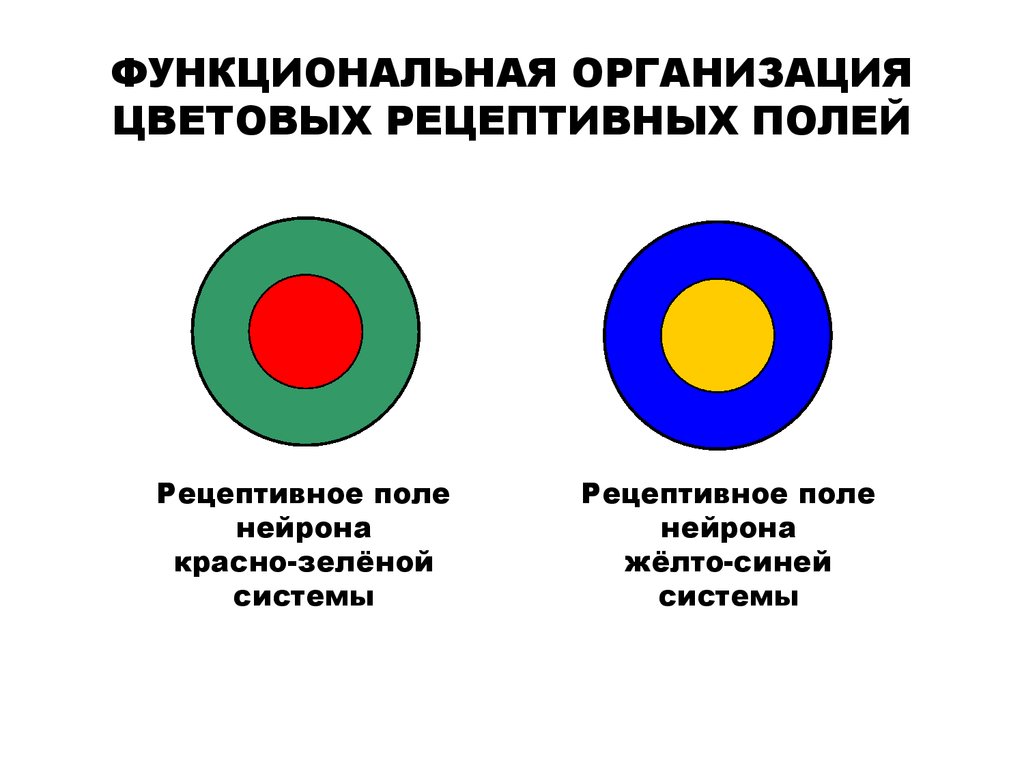 Рецептивное поле. Рецептивные поля ганглиозных нейронов. Рецептивные поля сетчатки. Строение зрительных рецептивных полей сетчатки глаза. Функциональная организация рецептивного поля ганглиозной.