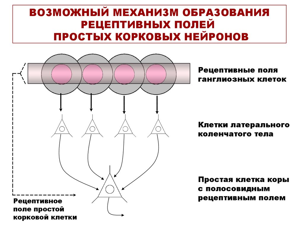 Рецептивное поле рефлекса