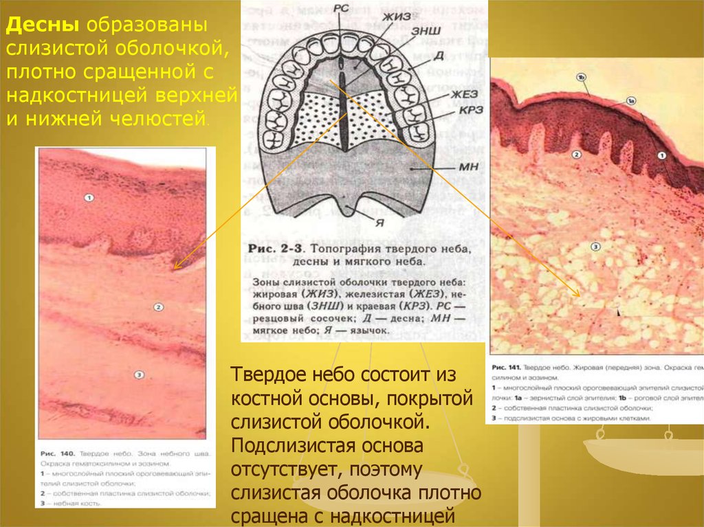 Слизистые оболочки образованы. Слизистая твердого неба гистология. Строение твердого неба гистология. Оболочки твердого неба гистология. Твердое небо гистология препарат.