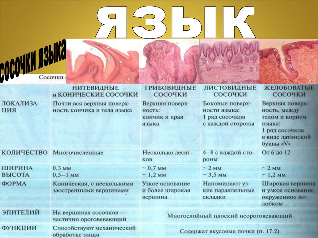 Язык кратко и понятно. Особенности строения сосочков языка. Виды сосочков языка таблица. Функция нитевидных сосочков. Функции нитевидных сосочков языка.