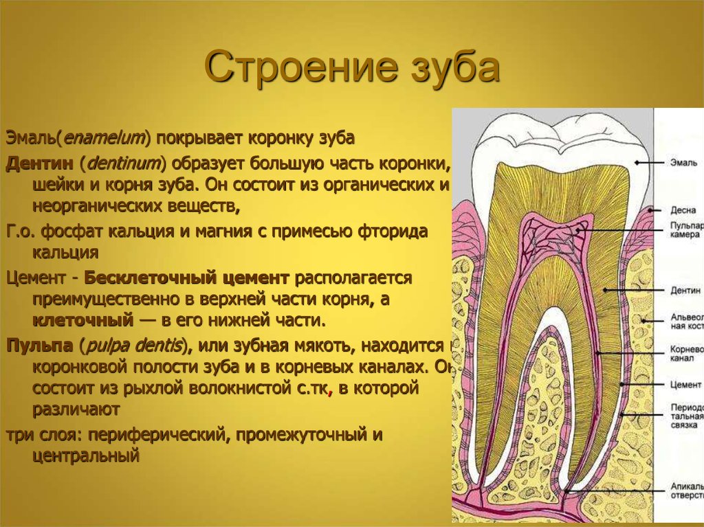 Какую функцию выполняет коронка зуба. Функции эмали дентина и пульпы. Дентина коронки гистология. Строение зуба дентин анатомия. Строение дентина зуба человека.