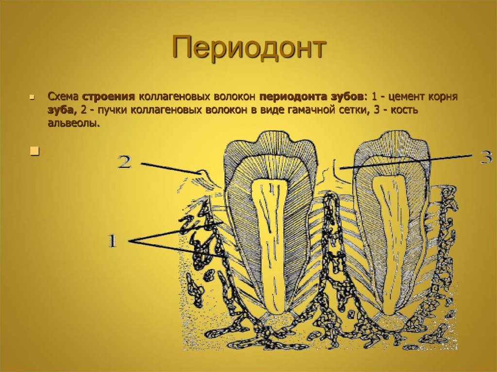 Периодонт. Периодонт зуба волокна. Строение периодонта зуба. Зубоальвеолярные волокна периодонта. Волокна периодонта зубов анатомия.