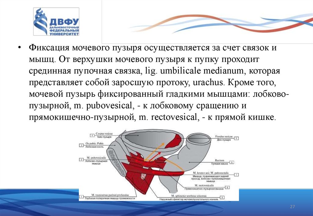 Мышцы мочевого. Фиксирующий аппарат мочевого пузыря. Связочный аппарат мочевого пузыря. Связки мочевого пузыря анатомия.