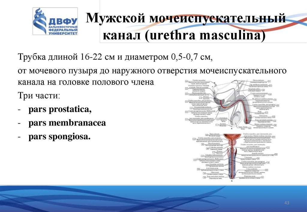 Мочеиспускательный канал строение и функции