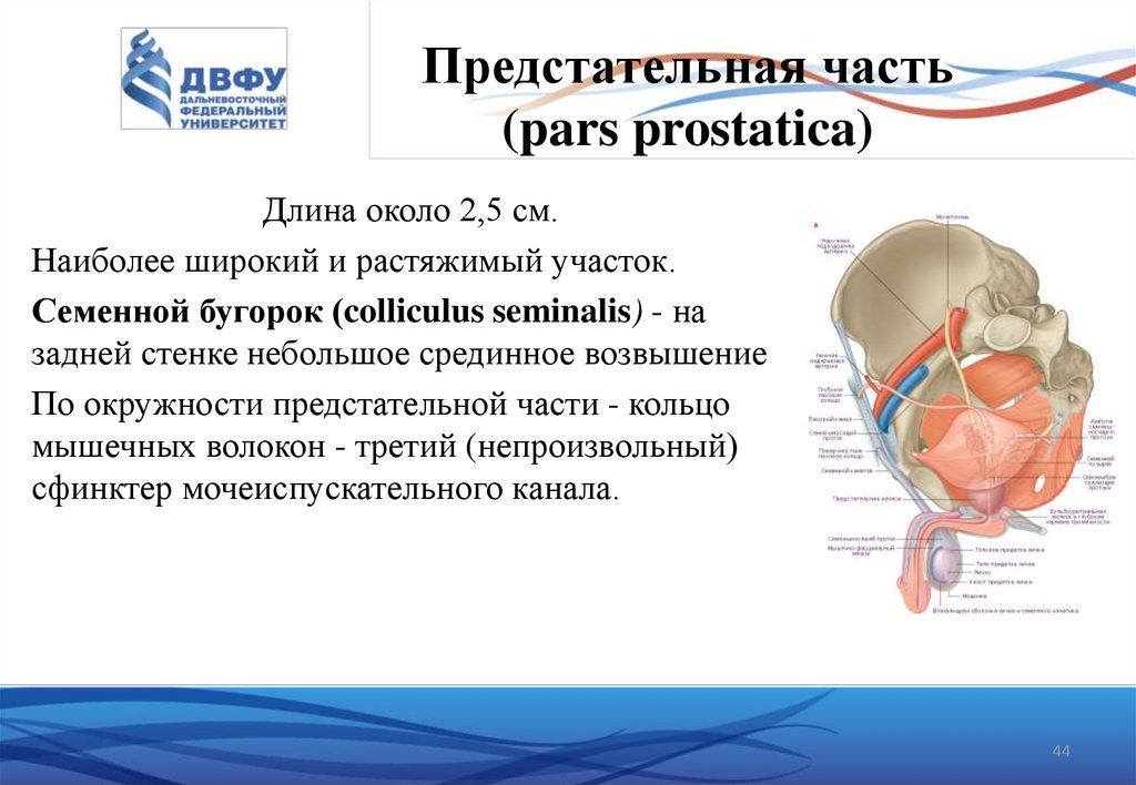 Части предстательной железы. Части простаты анатомия. Длина простатической части уретры. Предстательная железа задняя стенка анатомия.
