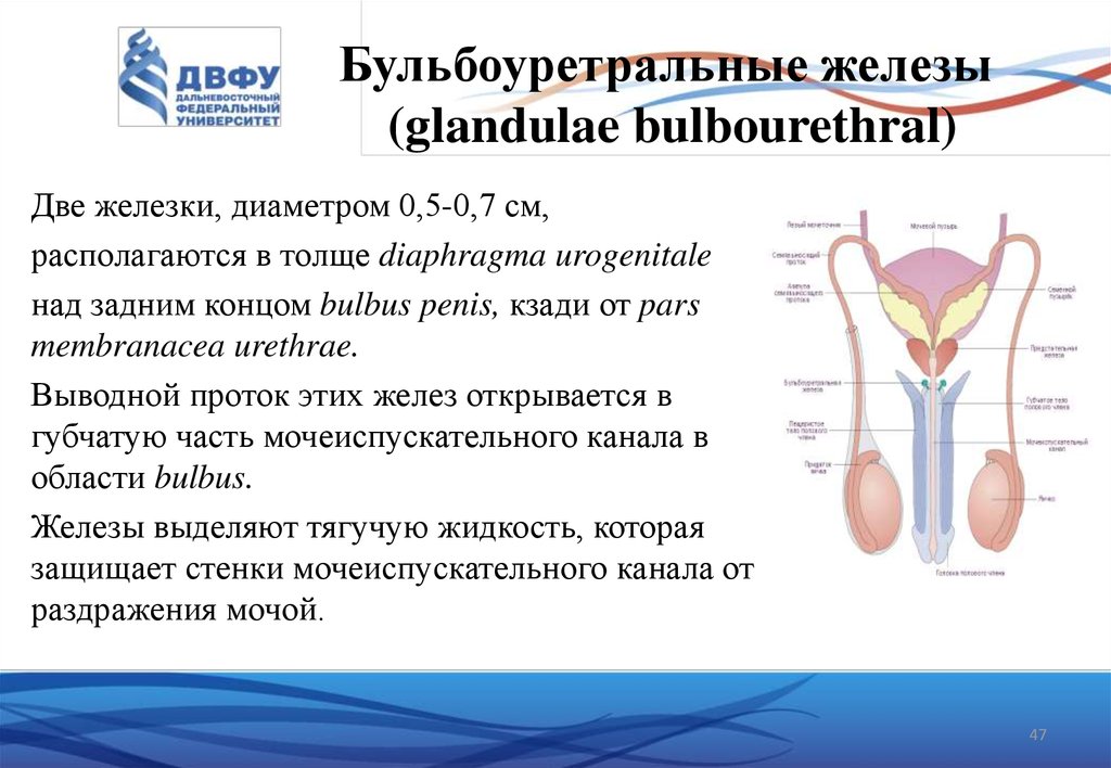 Мочеполовая система презентация