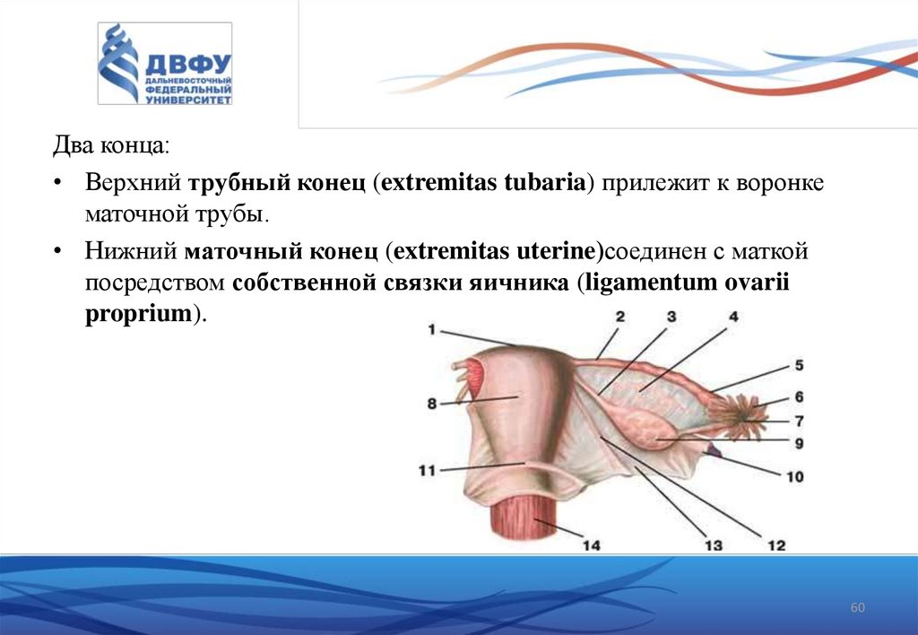 Кардинальная связка матки. Верхний трубный конец яичника. Широкая связка матки анатомия. Строение маточной трубы анатомия.