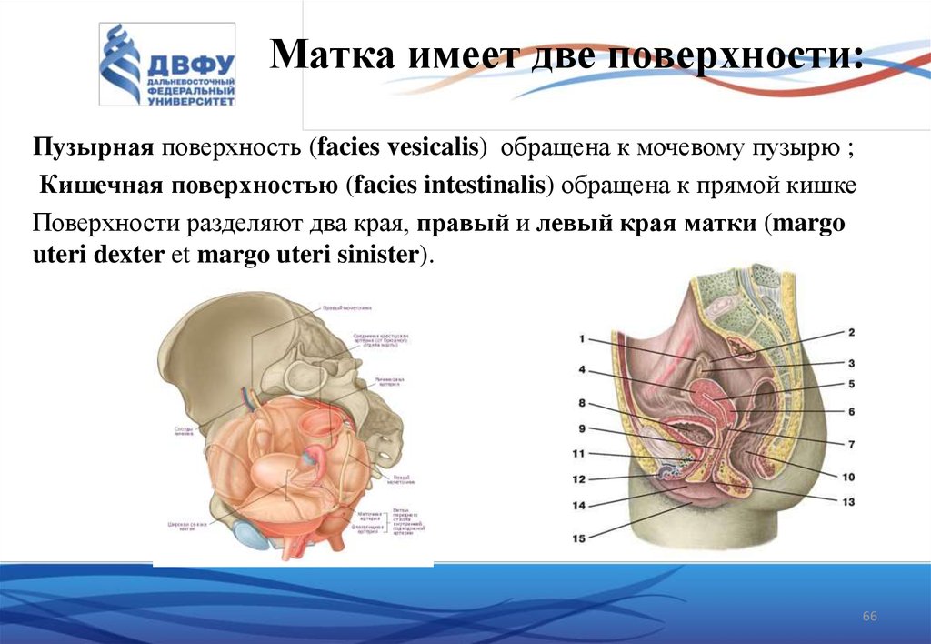 Стенки матки. Пузырная поверхность матки. Положения матки анатомия. Задняя поверхность матки.