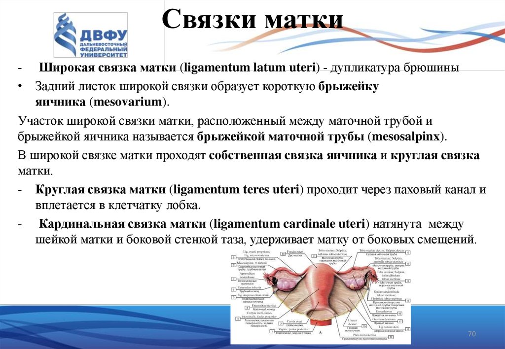 Круглые связки матки где находится