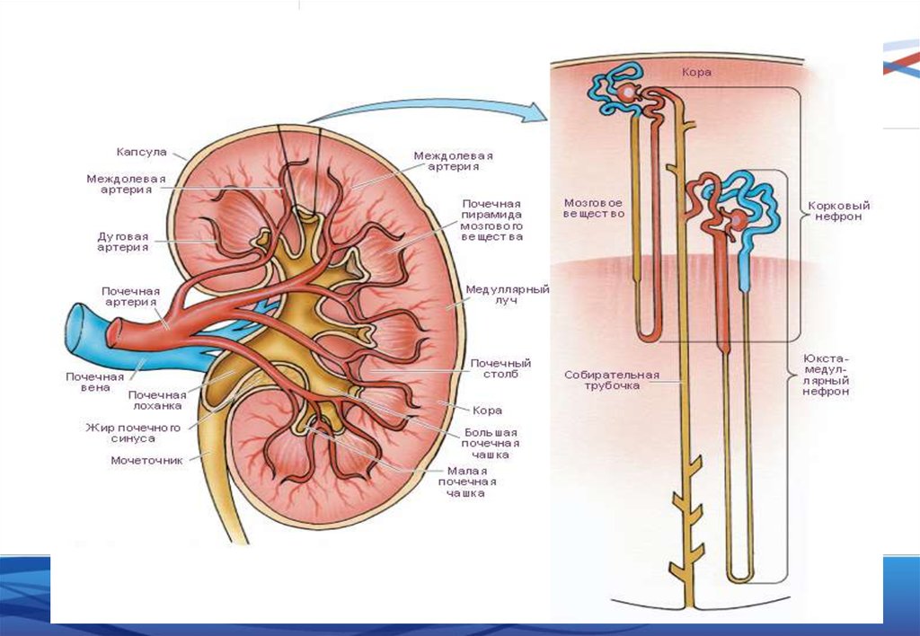 Рисунок почечной капсулы