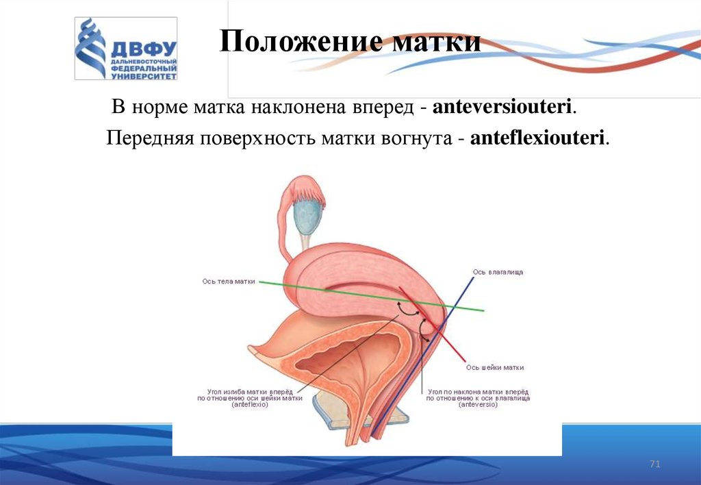 Положение матки. Матка антеверсио антефлексио. Anteversio anteflexio матки что это. Аnteversio положение маьки. Антеверзио антефлексио положение матки.