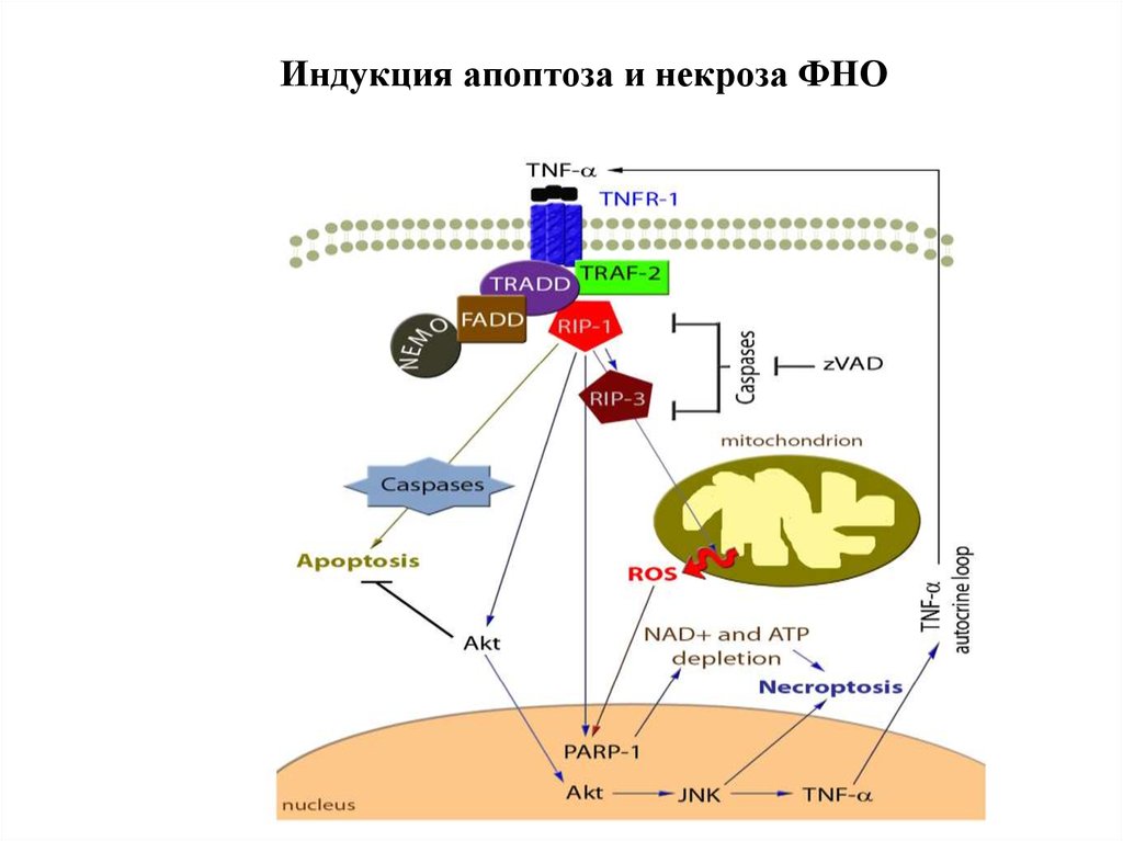 Фно фактор некроза опухоли