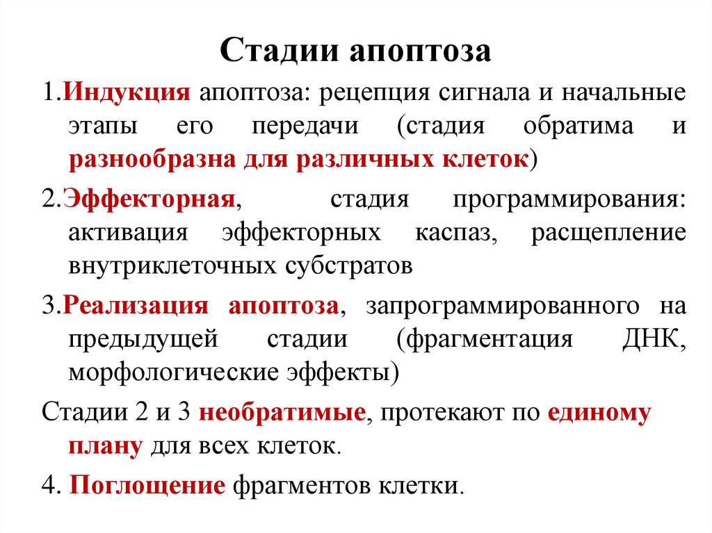 Купить на начальном этапе. Апоптоз стадии механизмы. Апоптоз стадии патофизиология. Этапы апоптоза патофизиология. Стадия инициации апоптоза.