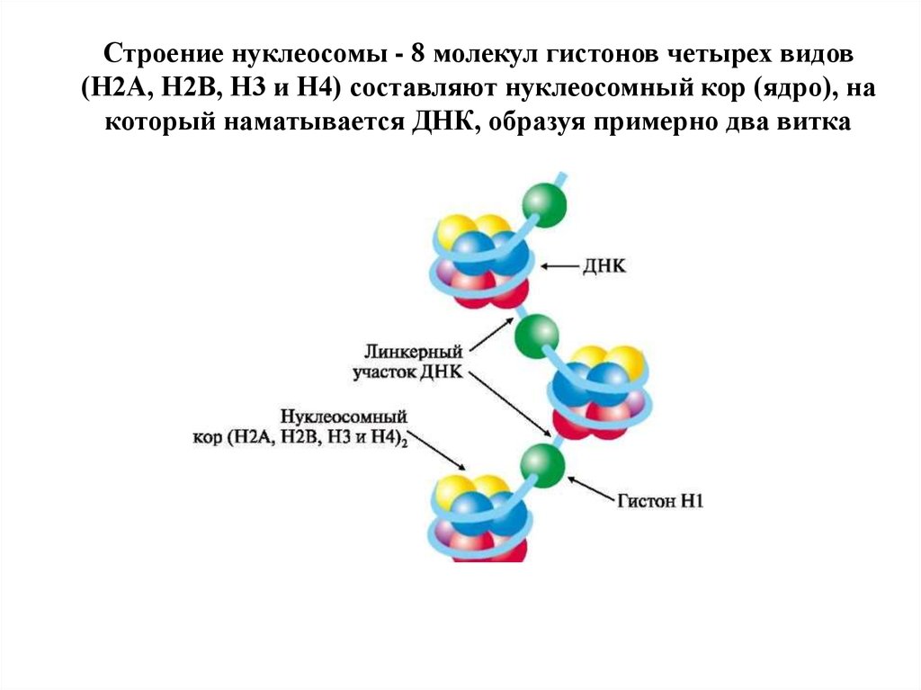 Гистон какой белок