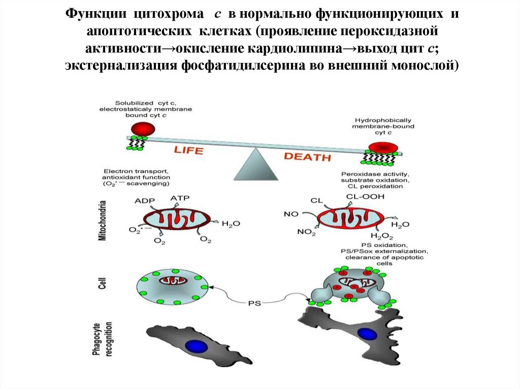 Цитохромоксидаза схема строения