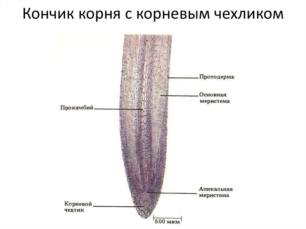 1 и 2 меристемы. Строение корнеплода чехлика. Образовательная ткань корня чехлик. Апикальная меристема корня микроскоп.