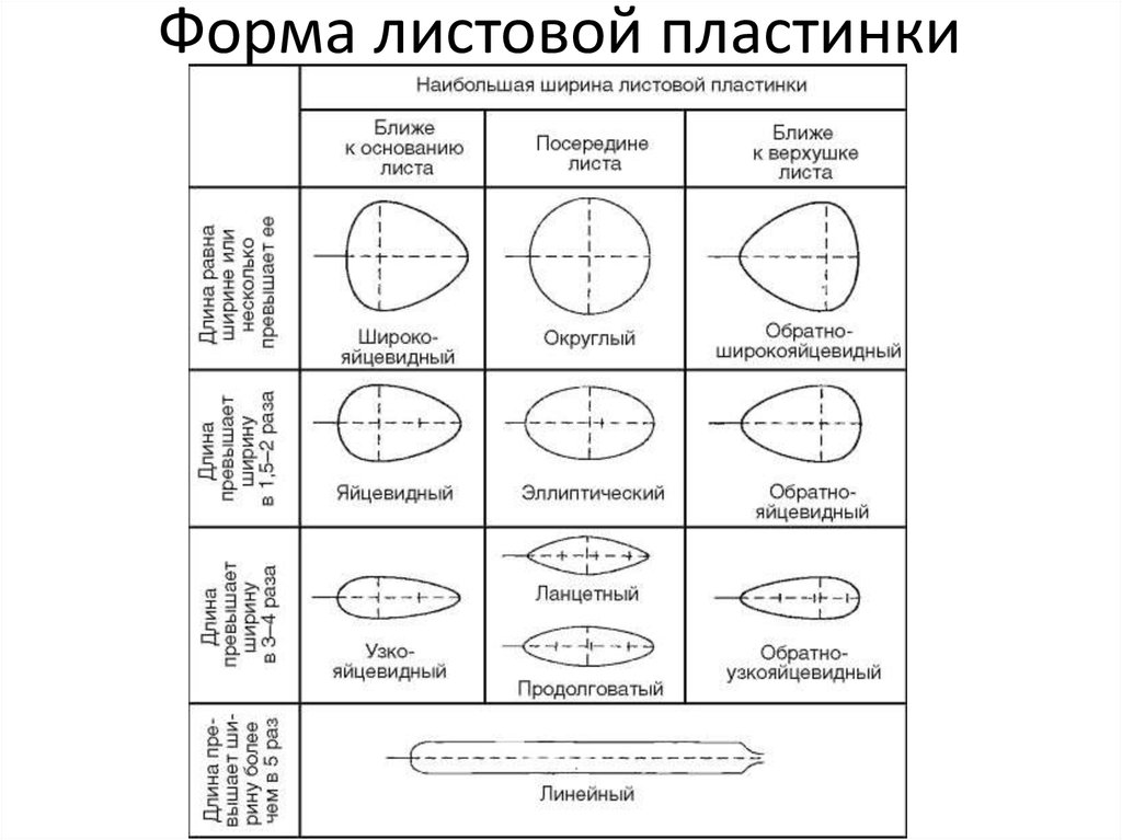 Лист с цельной листовой пластинкой