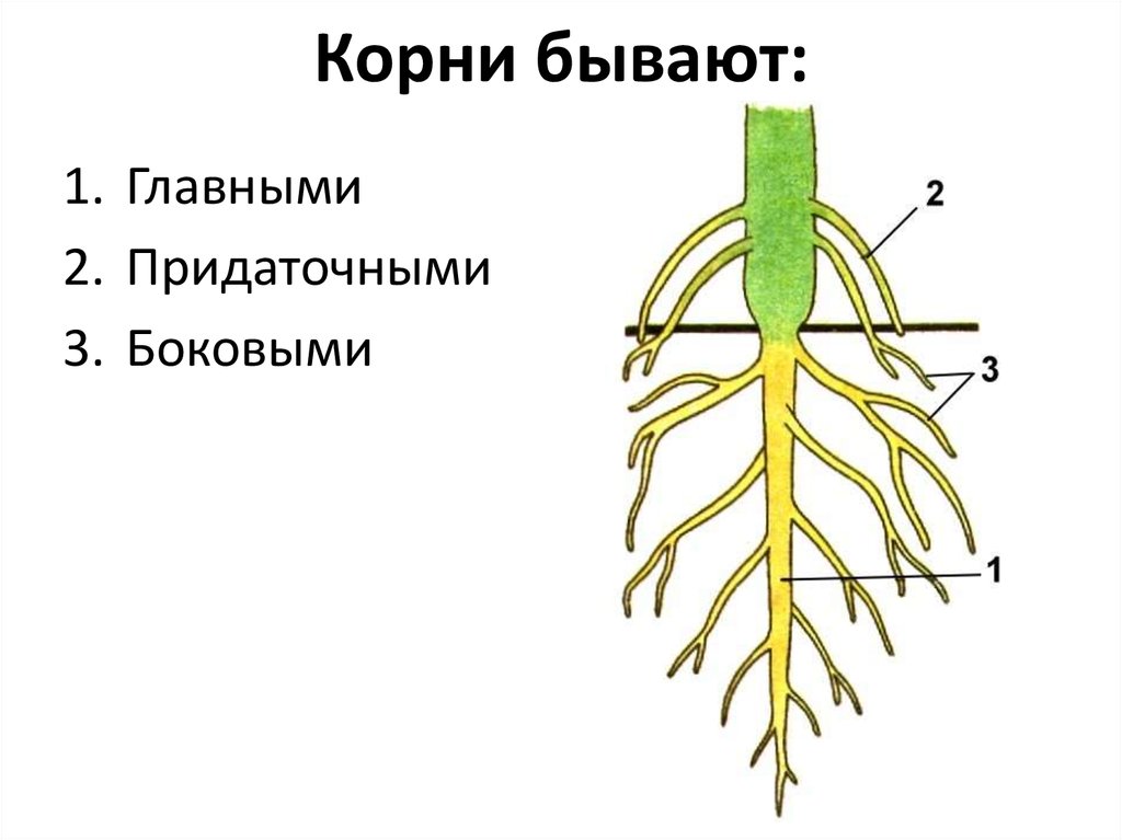 Какие органы растений изображены на рисунке и обозначены цифрами 1 и 2 шишка и груша