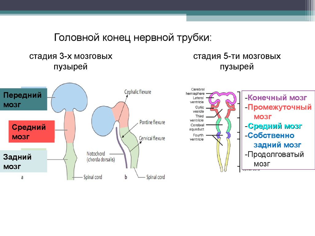 Стадия пяти мозговых пузырей. Схема стадии 5 мозговых пузырей. Производные мозговых пузырей таблица. Строение нервной трубки. Стадия 3 мозговых пузырей.