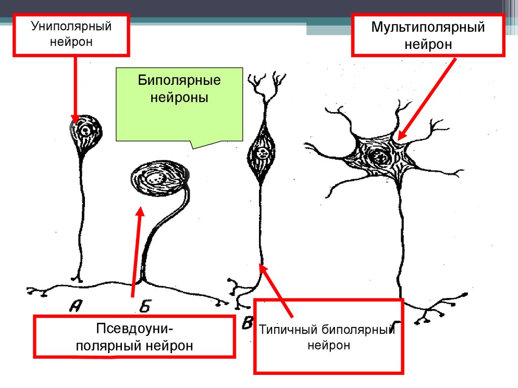 Нейроны где. Строение униполярного нейрона. Униполярные биполярные и мультиполярные Нейроны. Биполярный униполярный псевдоуниполярный Нейроны. Нервная ткань схема биполярные.