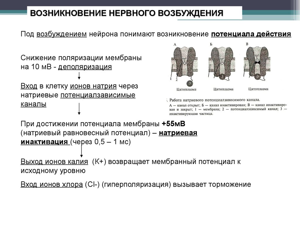 Возникает возбудимость. Особенности возникновения и распространения возбуждения в нейроне. Механизмы возникновения возбуждения в нервных центрах.. Особенности возникновения возбуждения в нейронн. Механизм возникновения возбуждения в нейроне.