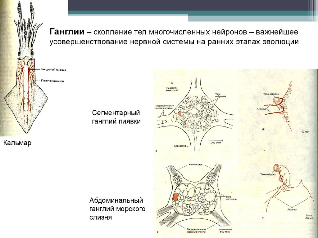 Нервные узлы скопления нервных клеток