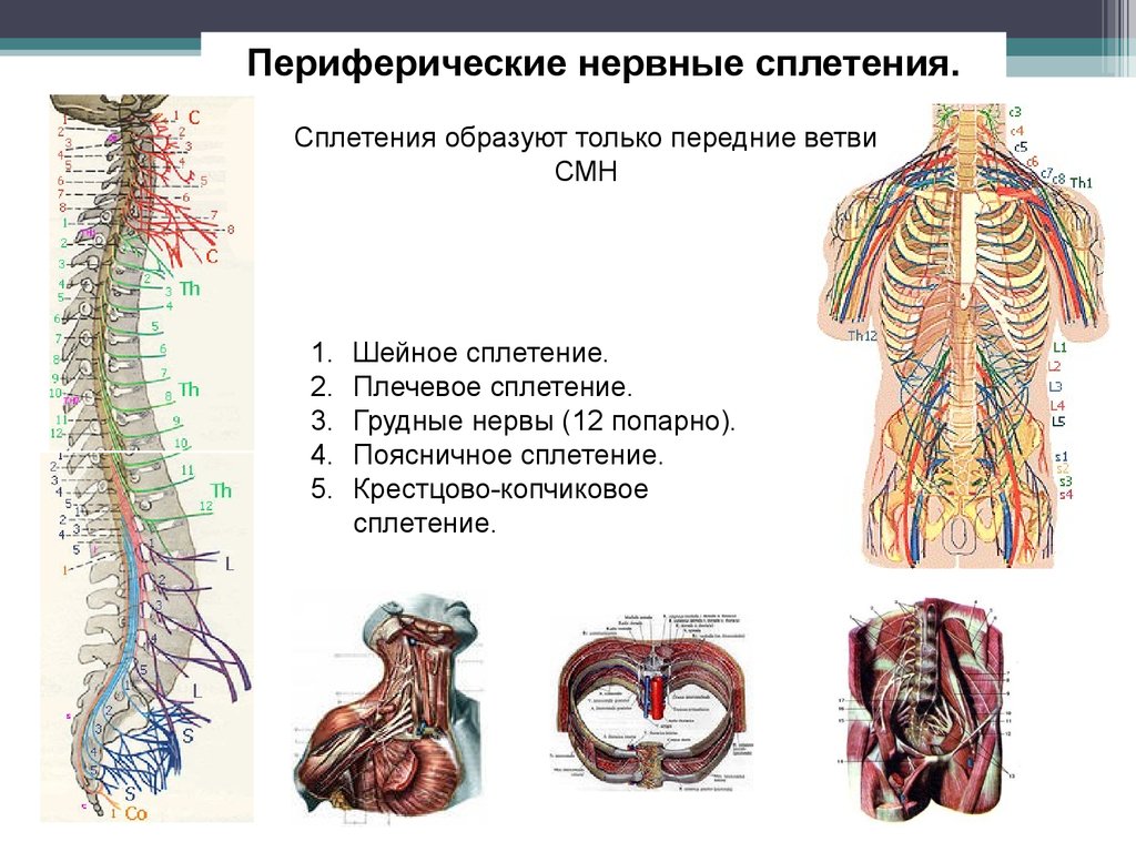 Периферическая нервная система сокращение. Схема спинномозговые сплетения. Сплетения спинномозговых нервов схема. Периферическая нервная система строение ветви спинномозговых нервов. Периферическая нервная система анатомия строение.
