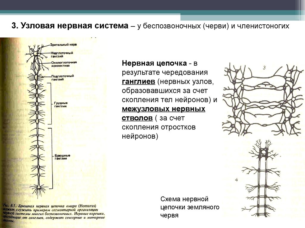 Нервная система нервные стволы. Условая нервная система. Узловая нервная система. Нервная система узлового типа. Узловая и трубчатая нервная система.